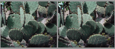 Cactus parallel viewing